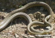 蛇双器巨大堵的出不来,探寻神秘通道的奥秘与挑战